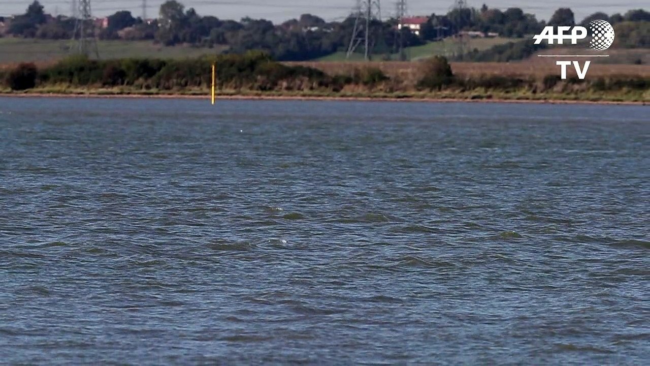 Uma beluga no Tâmisa