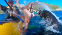 Seal Slaps Kayaker's Face With Octopus Off New Zealand