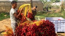 Gazzeli hurma üreticileri pazarlama sıkıntısı yaşıyor - GAZZE