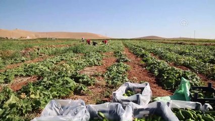 Gübrede indirim ve prim desteği çiftçiyi sevindirdi - ŞANLIURFA