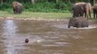 Elefante bebê resgata homem que erradamente acreditava estar em perigo