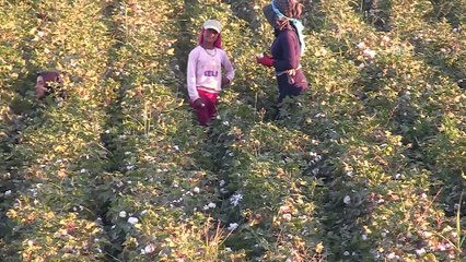 GAP'ta yatırımlar katma değere dönüşüyor - ŞANLIURFA