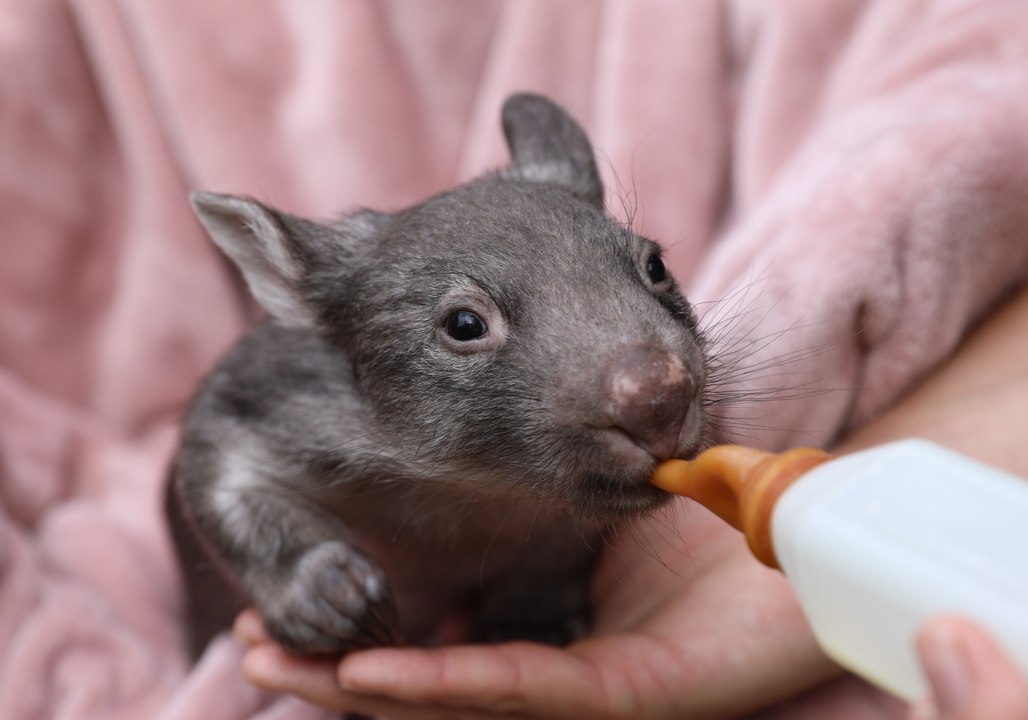 Baby Wombat Gets Her Bottle From Australian Reptile Park Keeper - video ...