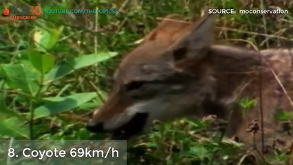 THE TOP 10 -- TOP 10 FASTEST LAND ANIMALS IN THE WOLRD