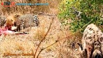 THE TOP 10 -- TOP 10 HYENAS ATTACK -- Hyenas vs Cheetah, Wild Dogs, Buffalo, Wildebeest,...