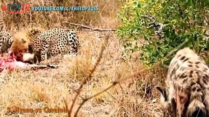 THE TOP 10 -- TOP 10 HYENAS ATTACK -- Hyenas vs Cheetah, Wild Dogs, Buffalo, Wildebeest,...