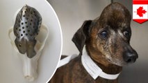 Dog with brain tumor receives 3D-printed titanium skull plate