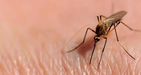 Bilim İnsanları, Sivri Sineklerin Nüfusunu Nasıl Kontrol Altına Alacaklarını Buldu