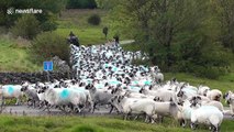 Footage shows farmers in Cumbria moving hundreds of sheep down from the fells