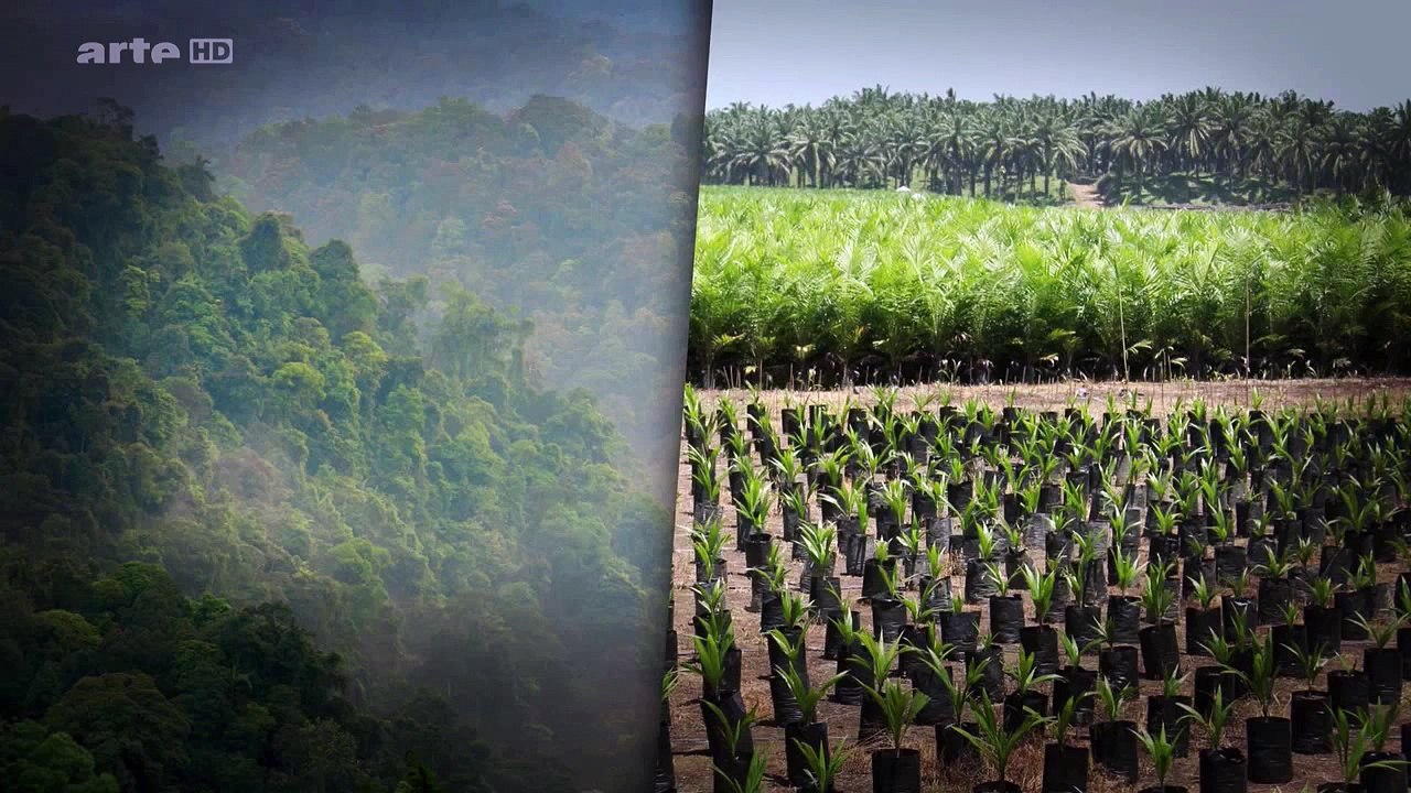 " Schwellenland Indonesien." - Mit offenen Karten | der Wolpertinger.