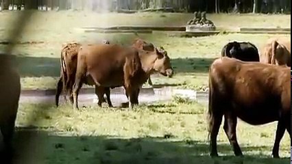 Los inocentes Película completa en español parte 2