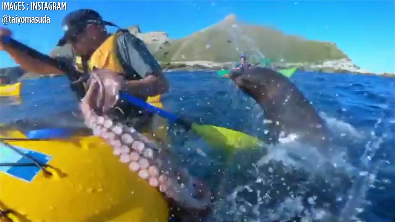 Une otarie gifle un kayakiste avec un poulpe