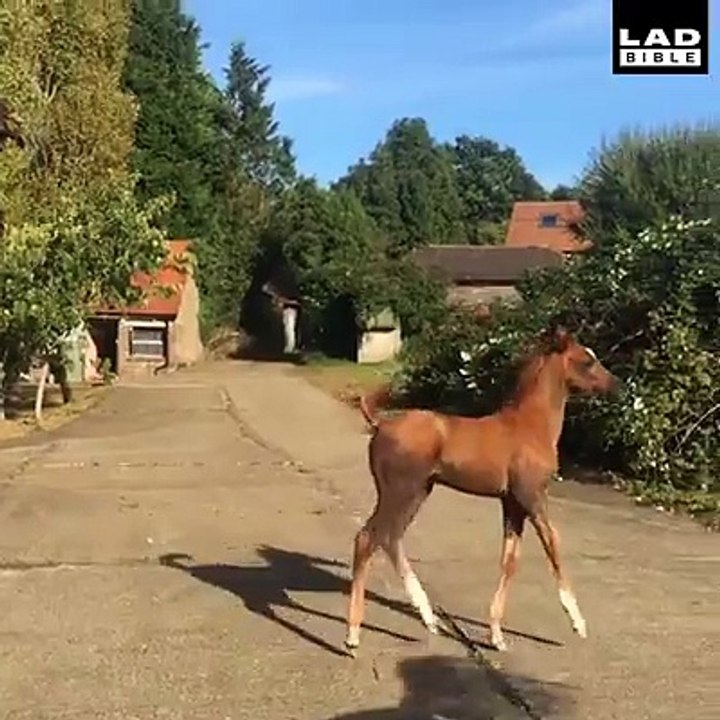 Brighten somebody’s day by showing them the happiest horse ever 