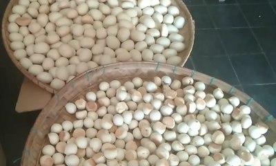 Kampong Mino, Kampong Pembuat Nopia