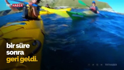 Yeni Zelanda'da fok balığından beklenmedik tepki