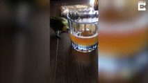 A parakeet wants to have a beer / Une perruche veut boire une bière