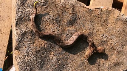 Vidéo rare d'un serpent à deux têtes