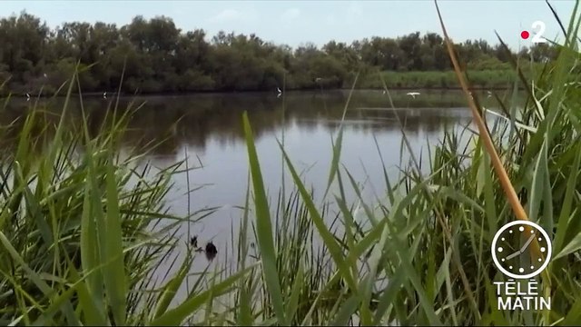 Environnement : l'inquiétante disparition des zones humides