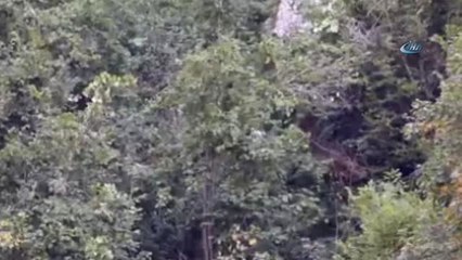 Ayı ve Yavruları Ağacın Tepesinde Görüntülendi