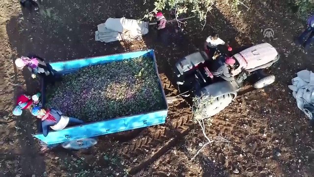 Antep fıstığı verimiyle üreticiyi, fiyatıyla tüketiciyi sevindirdi - ŞANLIURFA