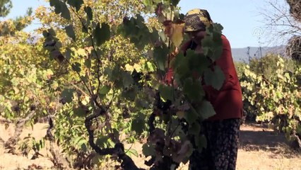 Üzüm asırlık 'çarpına'da lezzete dönüşüyor - DENİZLİ