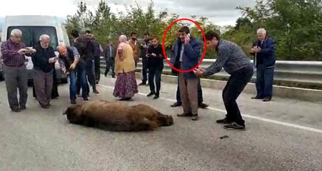 Öfkeli Kadın, Kazada Telef Olan Ayıya "Allah Kahretsin Seni" Diye Beddua Etti