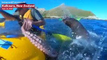 Seal Slaps Canoer Across The Face With An Octopus