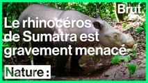 Ce collectif veut sauver le rhinocéros de Sumatra de l'extinction