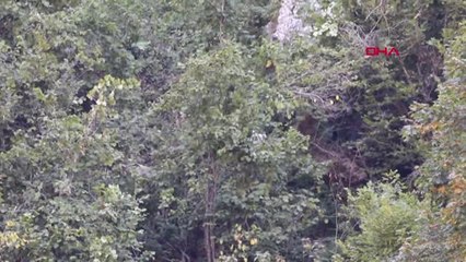 Gümüşhane Kendisine Saldıran Ayıya Yumruk Attı, Kurtuldu