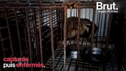 En Chine, des blaireaux maltraités et tués pour leurs poils