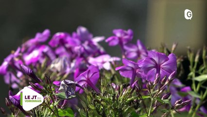 JT DES VOIRONNAIS - 26 SEPTEMBRE 2018