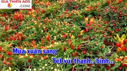 Karaoke Vui Tết Miệt Vườn - Hồ Minh Đương