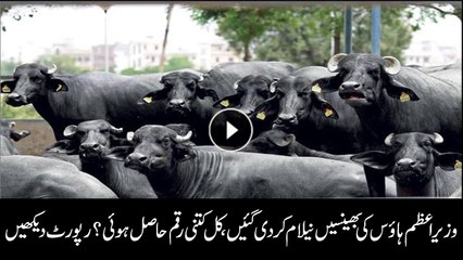 PM house buffaloes auction completed