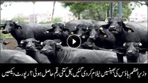 PM house buffaloes auction completed