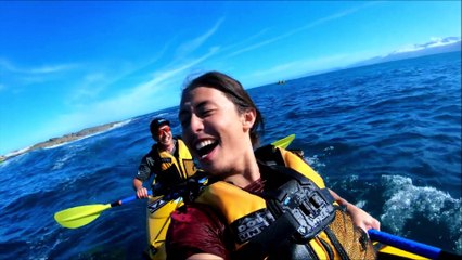 Une otarie gifle un kayakiste avec un poulpe