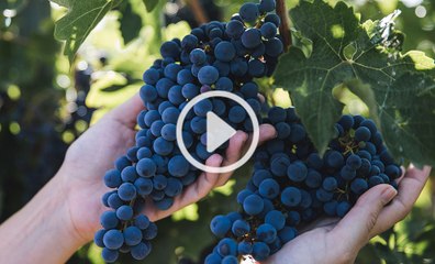 Enoturismo en Madrid: Bodegas Licinia_y Vinícola de Arganda