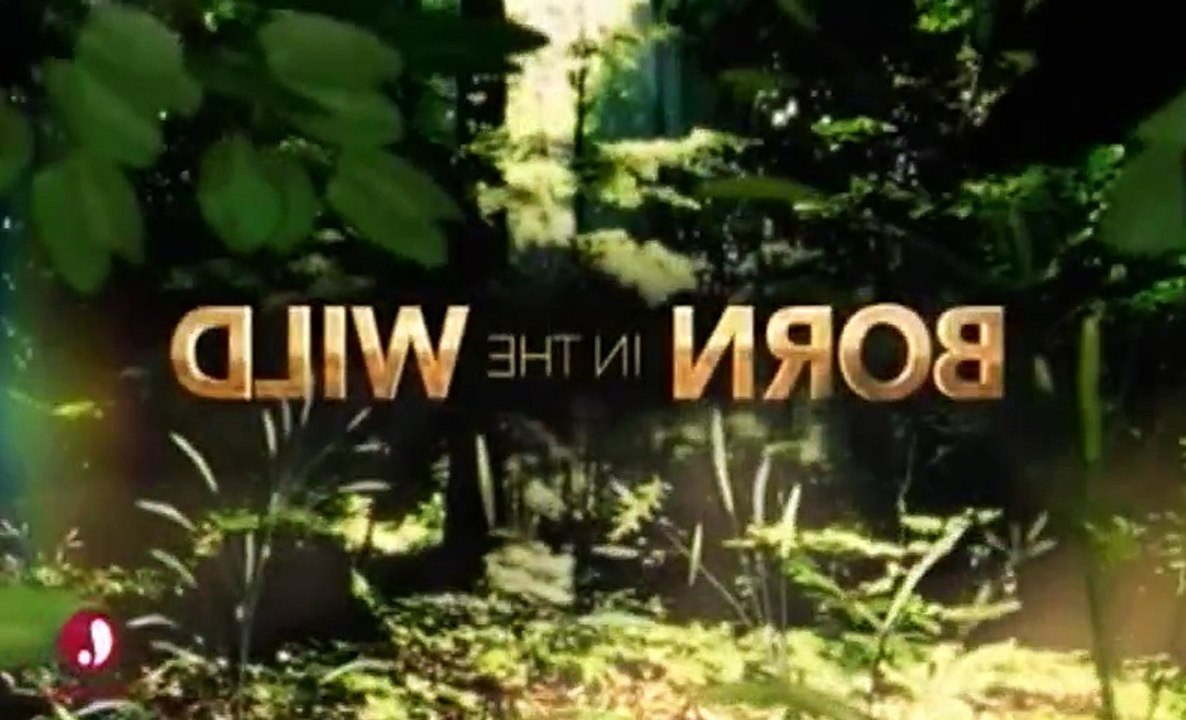 Born in the Wild (Lifetime) S01 - Ep05 North Dakota Snow Baby HD Watch