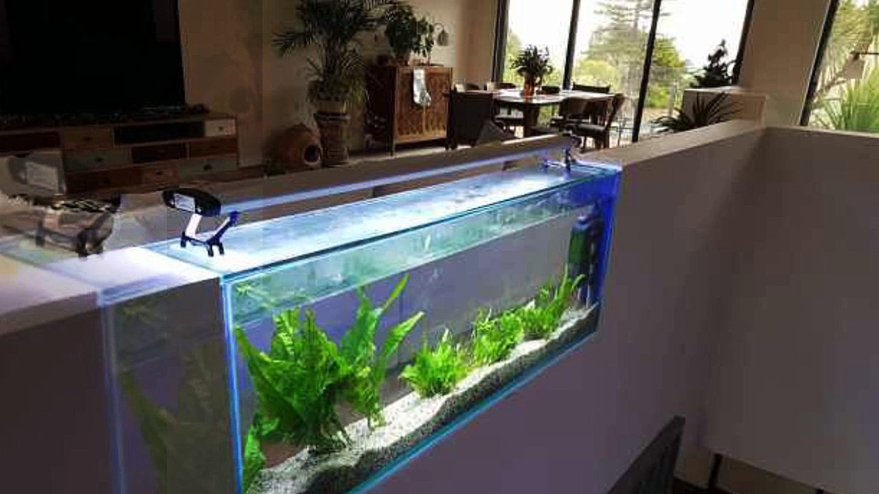 Get Aquarium Products Online at an Affordable Prices