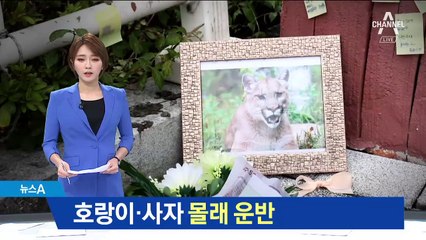 사전 신고 없이…호랑이-사자 몰래 옮긴 동물원