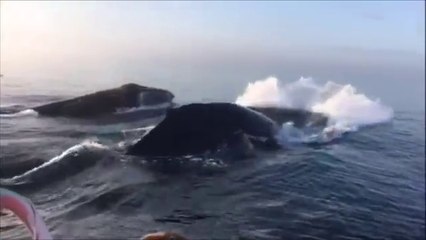3 Baleines offrent un spectacle incroyable !