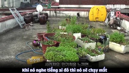 Cảm động tình mẫu tử của gia đình Mèo sống trên sân thượng