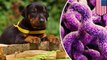 Cuddly puppies causing drug-resistant illnesses