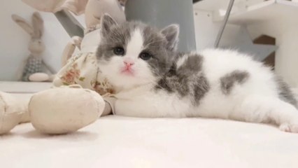 cute baby cat sleeping and playing