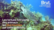 Des bébés tortues retrouvés morts avec du plastique dans l’estomac en Australie