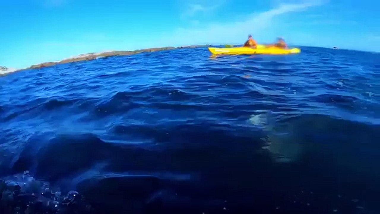 Il se prend une gifle par un poulpe