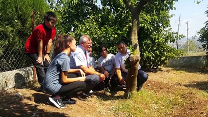 Limon ağacının gövdesi meyve verdi - OSMANİYE