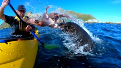 Slapped by a Seal and a Brutal Octopus - Crazy & WTF !!!!