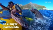 Una foca lanza un pulpo a la cara de un kayakista