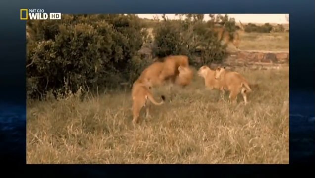 LUCHA A MUERTE ENTRE LEONES POR TERRITORIO, DOCUMENTAL