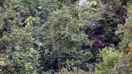 Rize'de ayı ve yavrusu görüntülendi